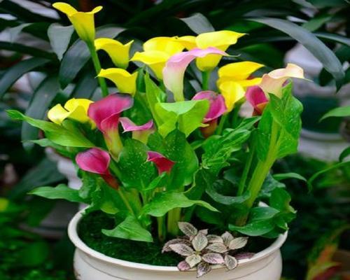 如何养护马蹄莲，让它开出美丽的花朵？（——养护、开花时间、技巧）