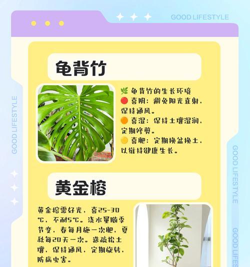 多肉植物养护宝典（用心呵护，打造多肉世界）