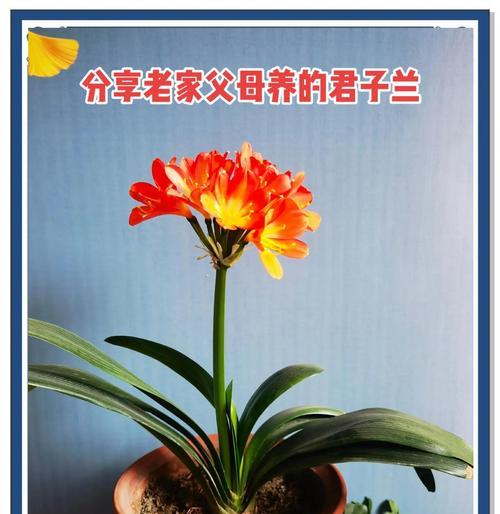 君子兰的根（探索君子兰根的奥秘与魅力）