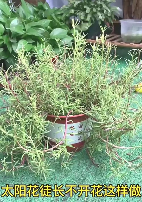 太阳花不开花怎么办？（太阳花生长过程中需注意的问题与应对措施）