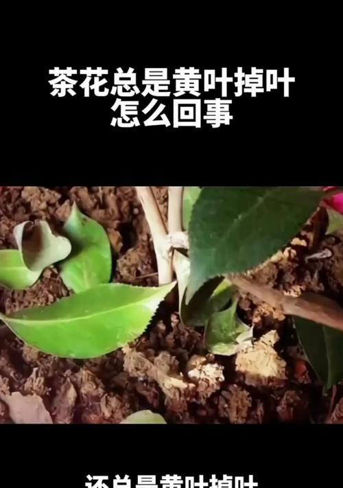 茶花老掉叶子怎么办？（15个有效方法，让你的茶花重现青春）