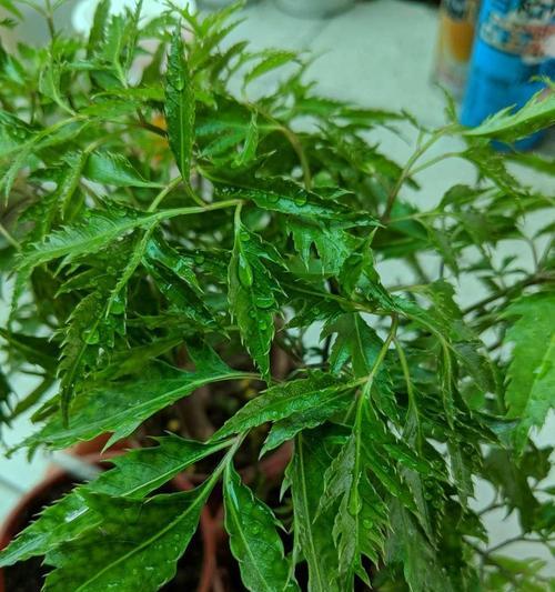 以福禄桐怎么繁殖（快速繁殖福禄桐的方法与技巧）
