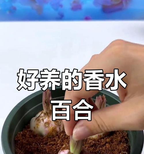 百合换盆后的养护指南（让百合在新盆中绽放生机的关键步骤与注意事项）
