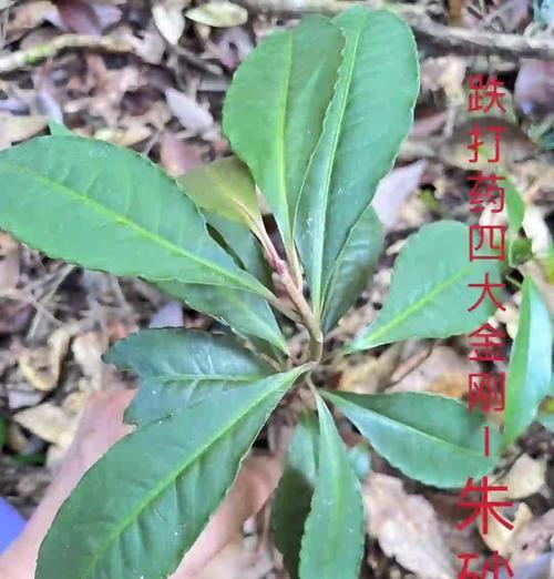 如何正确给朱砂根换土（保持朱砂根健康的关键）