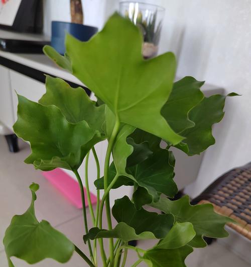 春雨花卉有毒吗？——室内养护注意事项（春雨花卉的毒性程度、对人体的影响、安全养护方法）