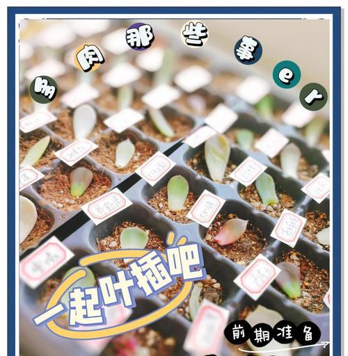 奥利维亚叶插养护指南（了解奥利维亚叶插的养殖技巧，打造美丽的室内绿植）