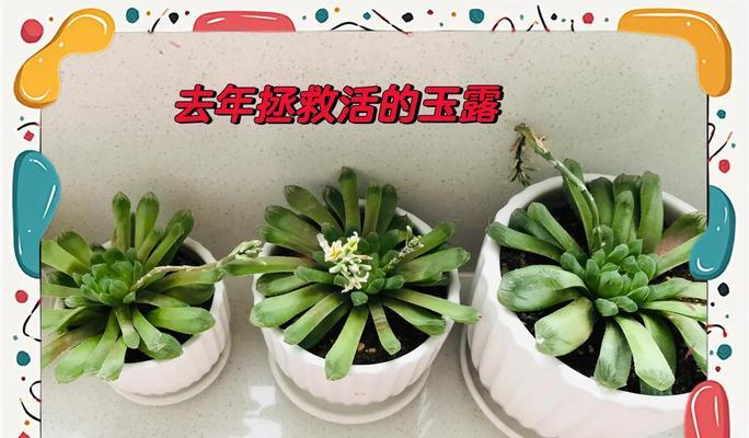 多肉干瘪根部怎么办？拯救你的多肉秘籍！（多肉爱好者必备，教你轻松恢复干瘪多肉的生机）