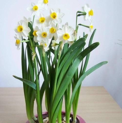水仙花水培之美——打造室内花园的绿色选择（探索水仙花水培的魅力与技巧，打造属于自己的花园天地）