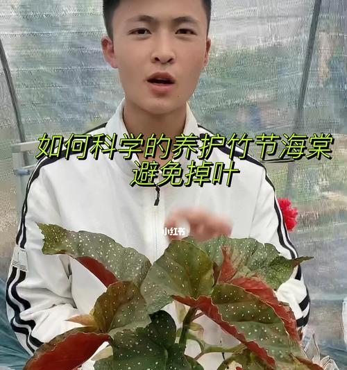 海棠叶都掉了，该如何处理？（保护海棠树健康生长的方法与技巧）