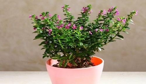 冬天满天星花的养殖方法（打造冬日花海，满天星花的种植技巧）