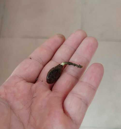 如何让柿子快速发芽？（掌握这些技巧，让柿子轻松发芽）