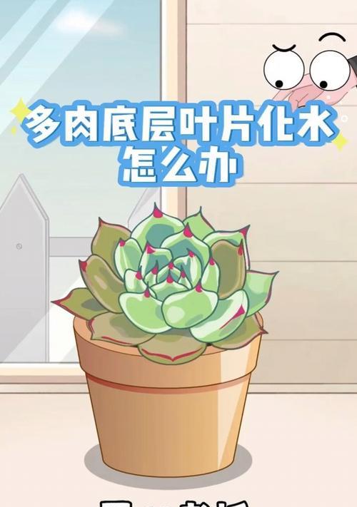 多肉叶片变黄如何补救（针对多肉叶片黄化问题，为你提供有效的护理方法）