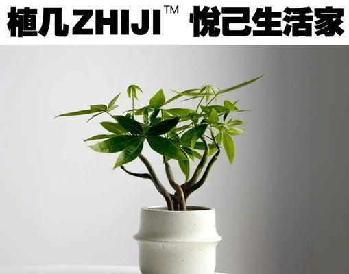小瓜栗养殖之技巧与方法（如何成功地养护小瓜栗树？）
