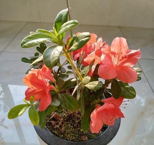 映山红花之美（映山红花的种植与保护）