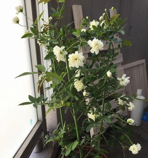 院子里种木香花的优点与方法（打造芳香花园，提升家庭生活品质）