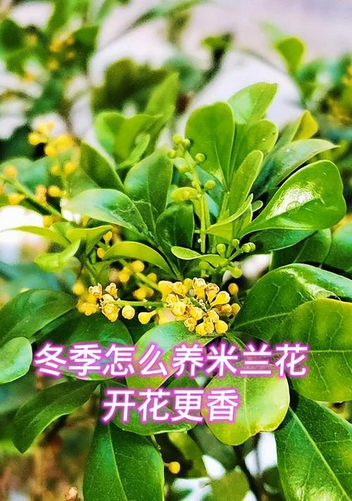 米兰刚开花的护理技巧（了解关于米兰刚开花的护理要点，让你的植物健康茁壮）