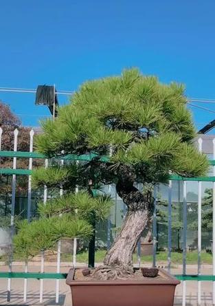黑松冬季养护指南（让你的黑松在严寒中茁壮成长）