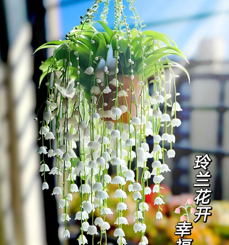 铃兰花在室内种植的适宜性（探究铃兰花适宜的环境与护理方法）