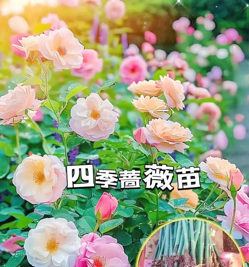 合唱团月季的栽培与管理（探秘月季，打造合唱团花海）