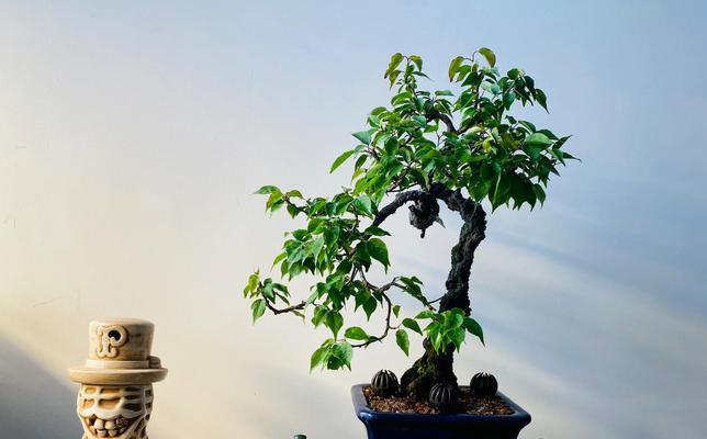 盆栽梅花不长的原因及解决方法（为什么盆栽梅花无法生长，如何培育健康的盆栽梅花）