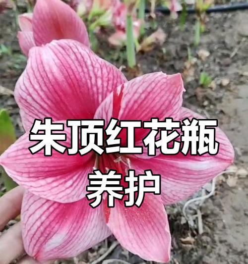 朱顶红开花处理方法及其关键性（探索朱顶红开花后的治理措施与关键技巧）