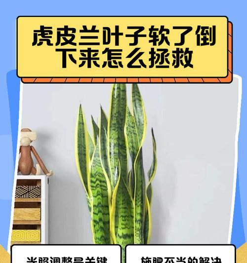 虎皮兰叶子变窄的原因及处理方法（探究虎皮兰叶子变窄的可能原因和正确的处理方法）