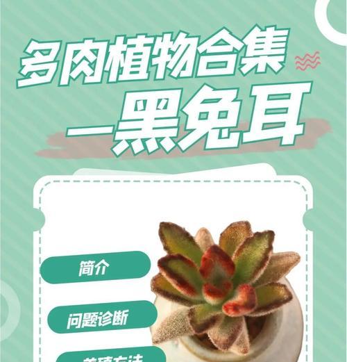 兔耳草的种植技巧与养护要点（轻松掌握兔耳草的种植方法，打造美丽花园的秘诀）