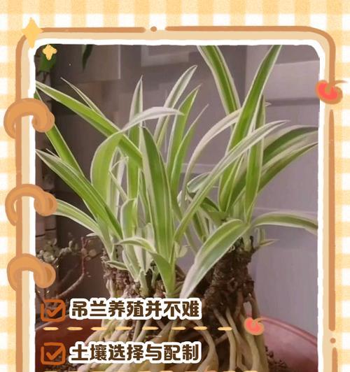 探究如何使用植物营养液养护吊兰（以吊兰为例，教你正确使用植物营养液）