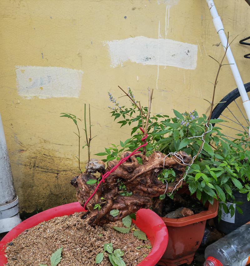 夏季黄荆的养护之道（全面解析黄荆夏季养护技巧，让你的黄荆常青如夏！）