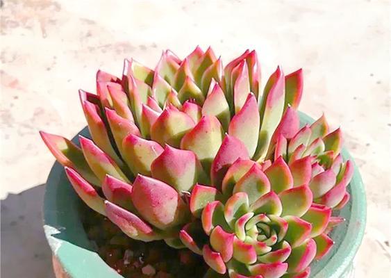 北方冬季多肉养护攻略（如何在北方寒冷的冬季中科学养护多肉植物）