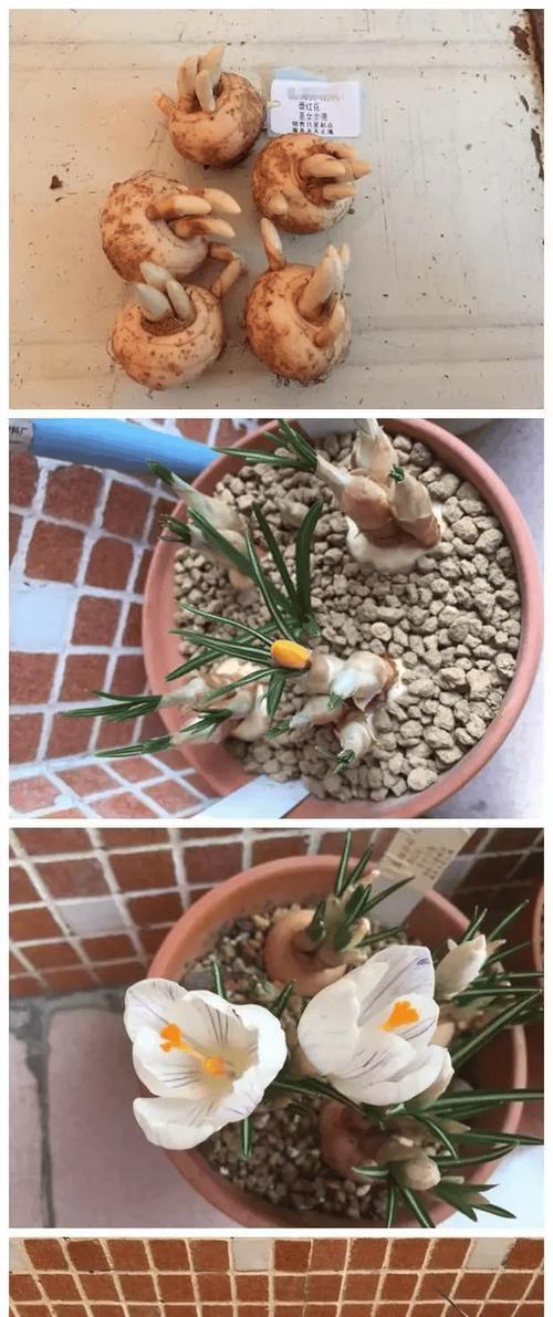 球根植物的种植技巧与养护方法（探秘球根植物的生长奥秘，打造美丽花园）