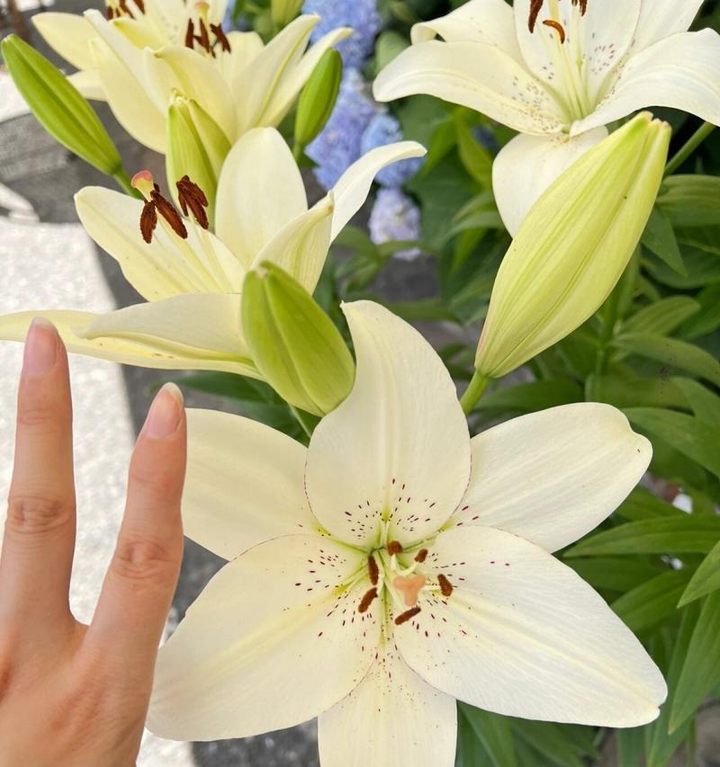 如何正确养护剪断的百合花？（百合花修剪技巧，让它重焕生机）