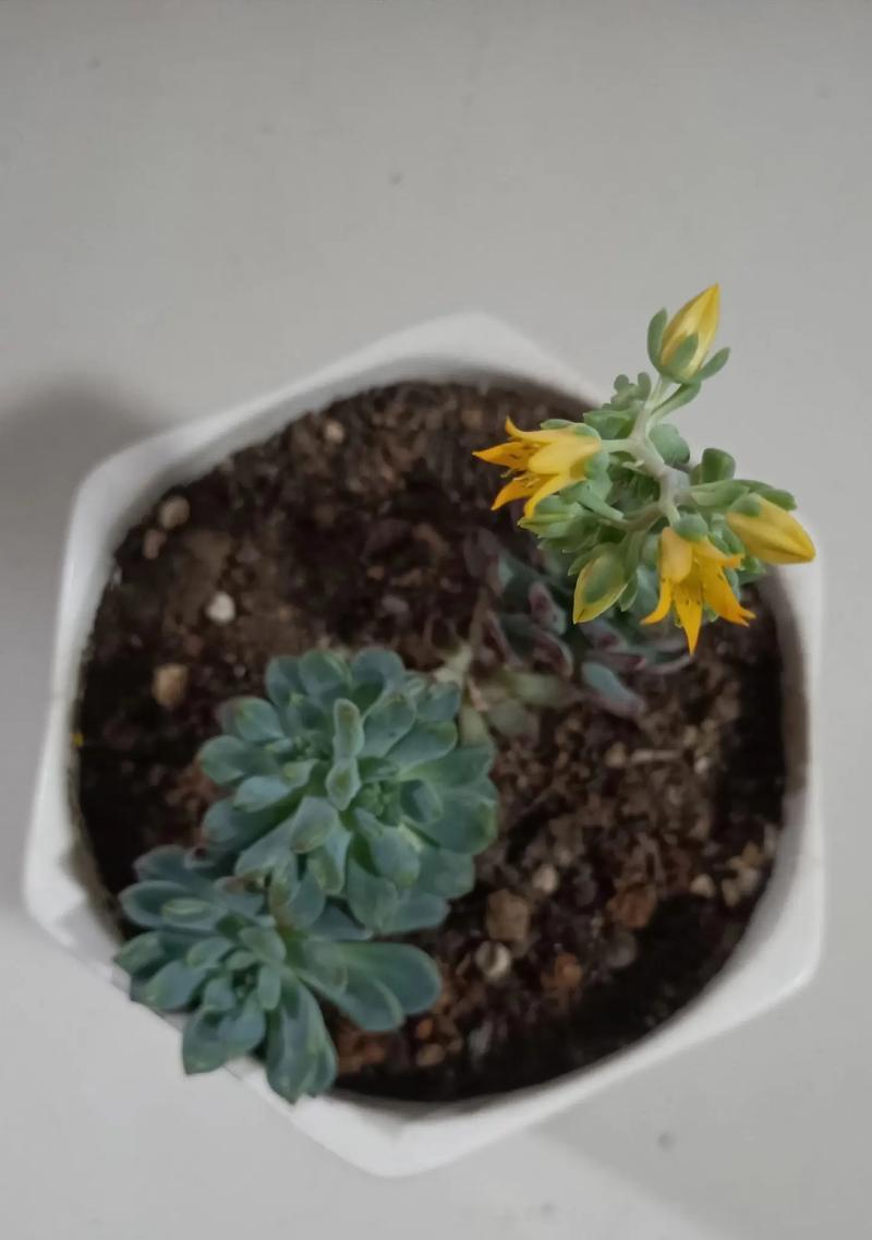 翡翠单头多肉开花的奇迹（探秘翡翠单头多肉的花期与养殖技巧）