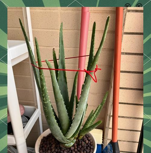 如何防止夏天芦荟干瘪？（夏天芦荟养护小贴士）