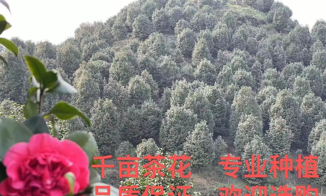 冬季茶花种植的技巧与注意事项（在寒冷的冬天里，如何种植茶花？）