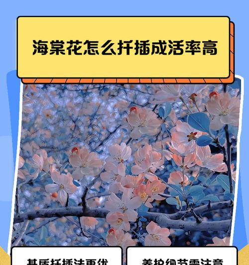 如何正确地进行海棠扦插繁殖（海棠繁殖的注意事项和扦插方法）