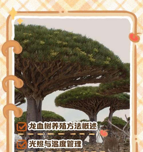 龙血树烂根的挽救与处理方法（从怎样判断到如何抢救，一文教你应对龙血树烂根问题）