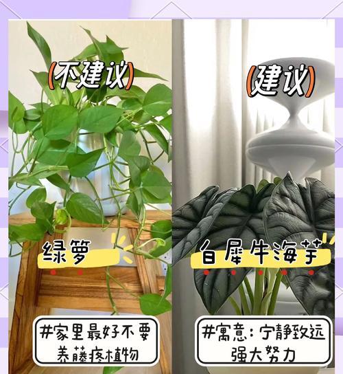 绿萝木的养殖方法与注意事项（打造绿意盎然的室内景观——绿萝木养殖全攻略）