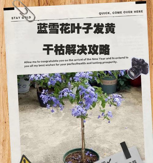 香雪兰叶子发黄的原因及处理方法（保养秘籍揭秘，让香雪兰常青如初！）