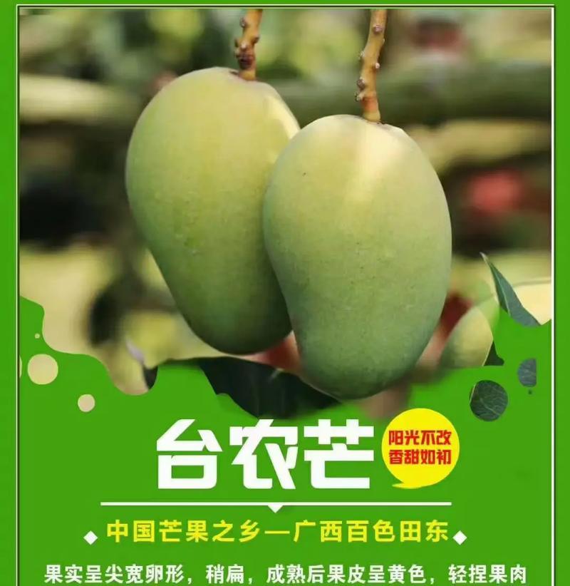 广西的芒果种植现状（探讨广西芒果的种植条件和市场前景）