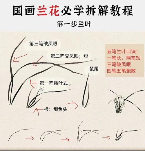 如何从叶子上辨别兰花的种类（通过观察叶子特征来识别兰花的品种）