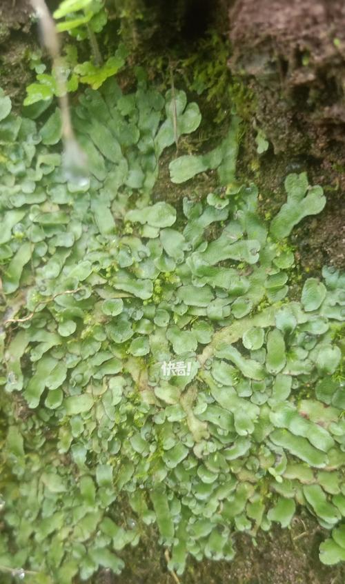 生地——一种神奇的植物（探寻生地的起源、用途及医学价值）