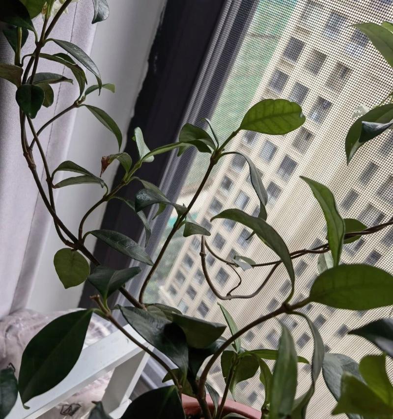 茉莉花叶子出现黑点的原因及处理方法（揭秘茉莉花叶子黑点问题，让您的茉莉花健康生长）