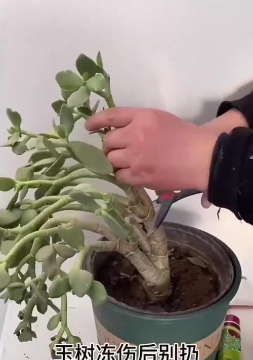植物冻伤的急救与恢复（保护植物免受寒冷侵害，拯救枯黄的花草树木）