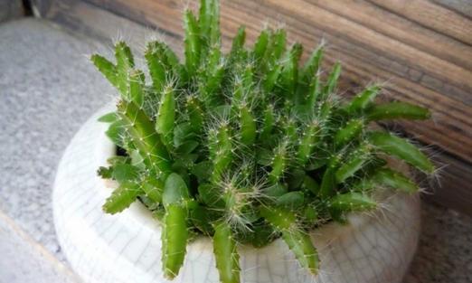 火龙果树盆栽的种植技巧（从选苗到养护，打造居家盆景的必备指南）