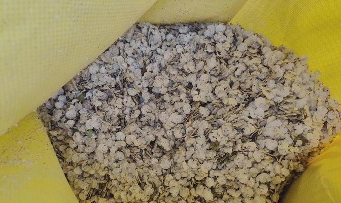榆树叶子生虫如何处理？（了解虫害类型，采取有效措施保护榆树健康）