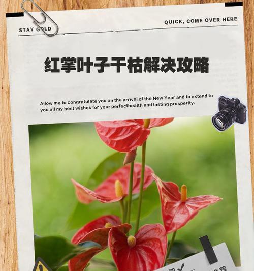 红掌叶子多的处理方法（打造绿色家园，共享健康环境）