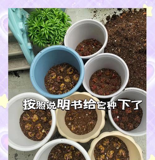 如何养护发芽的香水百合种球