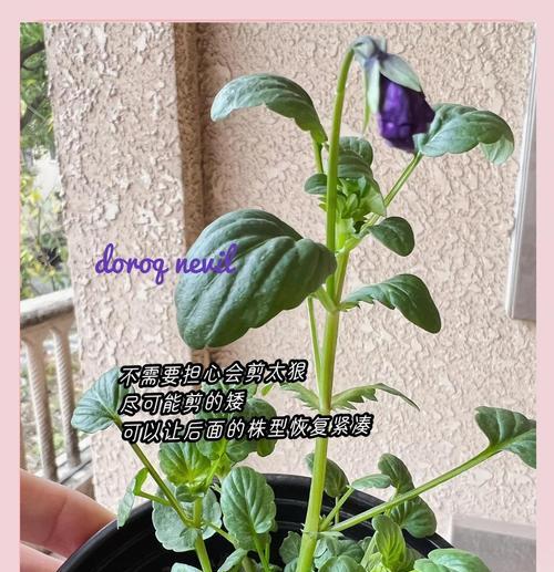以角堇怎么浇水？（角堇浇水技巧与注意事项）