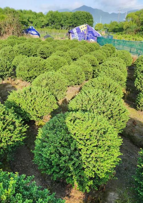 冬青之美——栽种两行冬青（打造庭院绿化的首选植物）